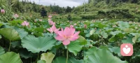 与过往和解，和自己相拥。
褪去执念，自愈伤痕，
于荒芜中自救，于沉默里开花，
往后，做自己的光，渡自己的河。