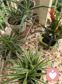 这些花真好养，不用施肥都长这么好配图