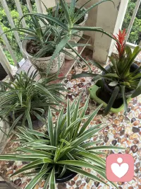 这些绿植真好养，不用施肥都长这么好配图