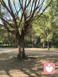 阳光穿过枝叶，树影在地上慢慢摇晃。
一棵老榕树，一整个慢下来的午后，
所有的烦恼，都被风轻轻吹散啦。配图