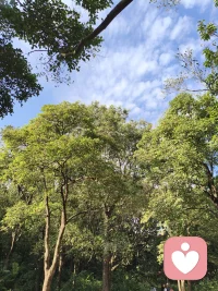阳光穿过枝叶，树影在地上慢慢摇晃。
一棵老榕树，一整个慢下来的午后，
所有的烦恼，都被风轻轻吹散啦。配图