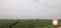 自由的风配图