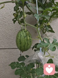 当我第一次以倾听师的身份，坐在他人的情绪对面，内心满是忐忑与期许。我曾以为，这份工作需要滔滔不绝的开导，后来才知晓，沉默的陪伴有时更有力量。
 
那些说不出口的压力、无人理解的失落，在一次次倾诉中慢慢散开。我学着放空自己，放下偏见，去感受每一种真实的情绪。
 
作为一名刚刚启程的新人，我深知自己尚有不足。但我愿意带着敬畏和谦虚的心走好每一步！配图