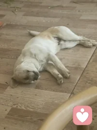 只有无心无事，才能如此快乐。睡踏实觉。想睡的如此安稳，有啥烦心事联系我。配图