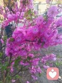 亲爱的，今天是2026年6月24日，愿你以开放之心，拥抱差异，收获自由🌈  

🕊️ 允许自己与他人不同——  
也允许他人与自己不同  

🌿 仅仅只是这样——  
就能带来极大的自由  

😌 各美其美，美美与共  

✅收到请回复：允许自己与他人不同，也允许他人与自己不同，仅仅只是这样，就能带来极大的自由。配图