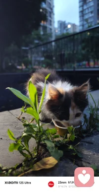 长毛三花不光疗愈大人，还很疗愈孩子