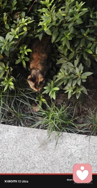 养老院的小猫妹妹，这应该是小玳瑁吧