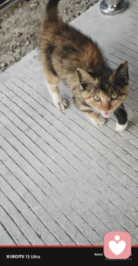 养老院的小猫妹妹，这应该是小玳瑁吧