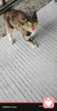 养老院的小猫妹妹，这应该是小玳瑁吧