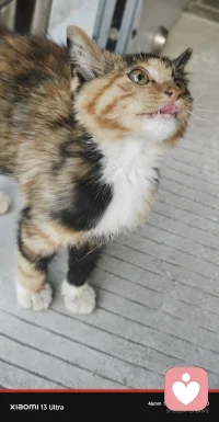 养老院的小猫妹妹，这应该是小玳瑁吧