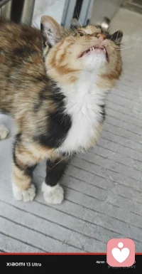 养老院的小猫妹妹，这应该是小玳瑁吧