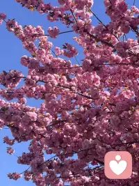 如果一个人内心充满冲突，他与外界的冲突就不可避免；如果一个人能够与自己和解，他就能够与万物和解。配图