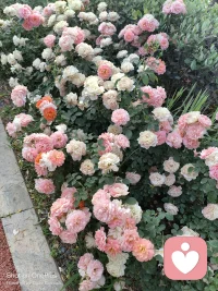 别去纠正孩子的行为，而是去看见行为背后的呼唤。

孩子需要的是链接，不是纠正。需要的是你在，不是你在管。