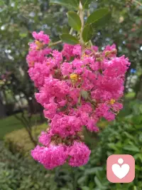 我的胃一直不好，多吃几口就难受，心情不好也会难受，一直介意胃让我受罪了。直到做了身体功课，我才明白：胃只不过是帮我消化了太多看不见的委屈、压抑、焦虑、羞愧。。。这些我认为不存在的东西，胃全部知道，全部替我承接，默默为我消化，这一承担就是几十年，而我还全然不知！

我一直在怪罪胃，而胃一直没有怪罪过我，她难受也只是提醒我去看到那个不愿意面对的自己，那个羞愧、卑微、丑陋的自己，但我一直看不到听不见，胃甚至不惜把自己变成一个老态龙钟、步履缓慢、功能退化、受人嫌弃的形象，目的只是反复提醒，耐心提醒，换着方式提醒，坚持几十年不放弃爱我，而我今天终于看见你！感恩自己进入心里学成长。