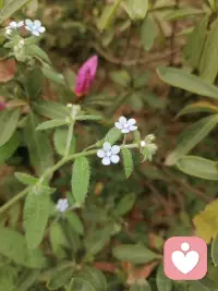 回来的路上闻到了淡淡的花香，环顾四周没有发现花的踪迹，你看，生活总是这样在不经意间给你一点意外的美好…