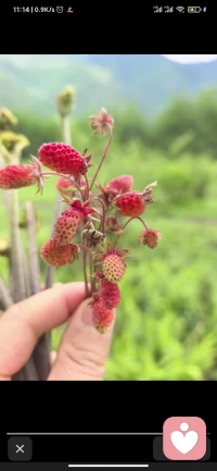 进山偶遇山野里的野草莓，一簇簇小红果藏在绿意间。
日子不必时刻盛大热烈，像这山间野果，自在生长、悄悄泛红，平凡细碎的美好，就足够治愈奔波疲惫的心🍓