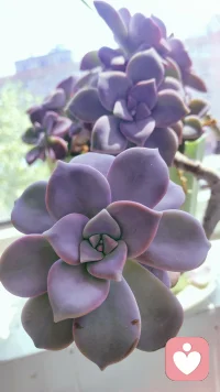 🌱
我相信每个心声都值得被认真对待，每份情绪都值得被温柔接纳。只安静陪你梳理心事，接住你的委屈、迷茫与欢喜。在这里，你可以卸下伪装，放心倾诉所有。我愿做你可靠的情绪朋友，静静陪伴，慢慢自愈。配图