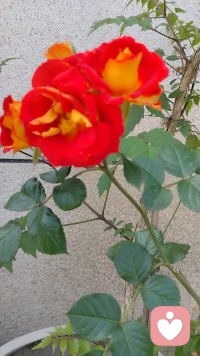 🌻🌻🌻放空自己，聆听自己
🍀🍀🍀心静了，身轻了
🌺🌺🌺一切都好起来了。