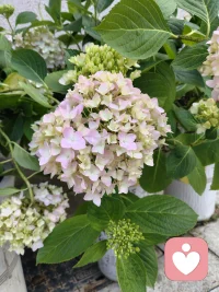 你有你的520，我有我的502，爱人先爱己，节日快乐配图