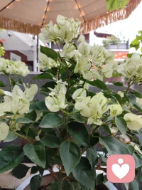 心中有光，必有诗和远方，心中有爱，何惧人间荒凉，生活是人间烟火，也是诗和远方。配图