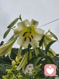 夜雨过后，空气清新，花朵也更加娇艳，野百合发出阵阵清香，生活不过如此，三餐四季，偶尔的小惊喜配图