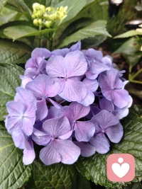 雨后的绣球花开的很旺，端午节祝大家端午安康！配图