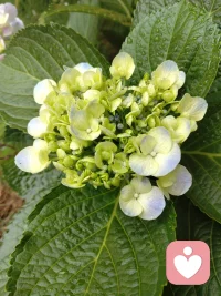 雨后的绣球花开的很旺，端午节祝大家端午安康！配图
