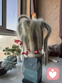 绒尾藏星火 花开遇温柔配图