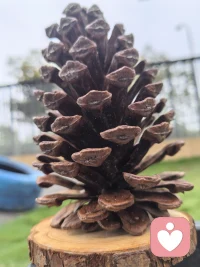 在这个喧嚣的世界里，每个人都渴望被听见，渴望自己的声音能穿透嘈杂，抵达他人的内心。而在这纷扰之中，有这样一群人，他们是倾听者，用无声的陪伴，给予他人最温暖的慰藉。
 
倾听者是生活的知音。当我们在人生的道路上遭遇挫折，满心委屈无处倾诉时，他们会静静地坐在我们身旁，用专注的眼神、微微点头的动作，鼓励我们将内心的苦水一吐为快。他们不会轻易打断我们，不会急于给出评判，只是默默地聆听，让我们在倾诉的过程中，逐渐释放内心的压力，重新找回面对生活的勇气。
 
倾听者是情感的收纳盒。我们的生活充满了喜怒哀乐，有时快乐需要与人分享，有时悲伤需要有人分担。倾听者就像一个安全的容器，接纳我们所有的情绪。当我们兴高采烈地讲述生活中的趣事时，他们会与我们一同欢笑；当我们黯然神伤地诉说内心的痛苦时，他们会给予我们无声的安慰。在他们面前，我们可以毫无保留地展现真实的自己，不用担心被嘲笑或误解。
 
倾听者是智慧的传递者。他们不仅倾听我们的话语，更用心去理解我们话语背后的含义。在我们迷茫困惑时，他们会通过倾听捕捉到我们内心的矛盾和需求，然后用温和而睿智的语言，为我们指点迷津。他们的建议或许不是惊天动地的大道理，但却如春风化雨般，滋润着我们的心田，帮助我们找到解决问题的方向。
 
然而，倾听者的角色并非易事。这需要他们有足够的耐心和同理心，能够站在他人的角度去感受和理解。他们要克制自己想要表达的欲望，全身心地沉浸在对方的世界里。他们可能不会成为舞台上的主角，不会得到鲜花和掌声，但他们的存在却无比重要。
 
在这个充满浮躁和功利的社会里，倾听者就像一股清泉，流淌在人们的心田。他们用无声的力量，温暖着每一个需要倾诉的灵魂。让我们珍惜身边的倾听者，也学会成为一个倾听者，用倾听搭建起人与人之间心灵的桥梁，让这个世界变得更加温暖和美好。配图