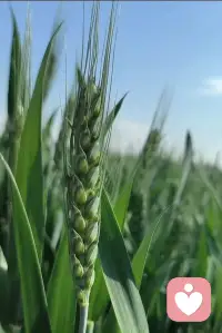 今天，我想和你聊聊“允许”

亲爱的你：

今天，我们不谈大道理，只谈一个小动作。

第一步：找一个舒服的姿势

无论此刻你在哪里——请让自己坐得舒服一点。双脚踩在地板上，感受地面稳稳地托住你。后背放松，双手自然放下。如果方便，闭上眼睛。

深呼吸三次。慢慢的。不需要用力，不需要刻意。

第二步：允许自己的“不好”

现在，我想请你做一件事：

允许自己此刻的状态。

如果你今天很累——允许它。
如果你心里藏着没说完的话——允许它。
如果你觉得自己不够好、不够快、不够完美——允许它。
如果你还在为某件事难过、愤怒、不甘心——允许它。

不用急着修复，不用急着想“我该怎么办”。
在这一刻，只是轻轻地对自己说一句：
“可以的，这样也是可以的。”

这句话很小，但你可以试试——它像一只手，轻轻按住你快要飘走的注意力，把你拉回到这里。

第三步：把情绪写下来

找一张纸、一支笔。不需要好看的笔记本，不需要工整的字迹。

写下你此刻最真实的三个词。
比如：
“疲惫、委屈、想哭”
或者：“烦躁、担心、不想说话”

写完之后，不要评判它。不觉得“我怎么又这样”，也不急着分析“为什么”。

只是看着那些词，像看窗外的云。它们来了，它们在那里，它们会走。

第四步：给情绪一个“出口”

在纸的背面，写下你可以做的一件极小的事。
不是“改变人生”的大事，而是今天、现在、5分钟内能做的事。

比如：
喝半杯温水
把手机翻过去一分钟
站起来伸一个懒腰
把窗帘拉开一条缝
或者——什么也不做，再深呼吸三次

治愈，从来不是一下子变好，而是一个微小的选择，又一个微小的选择。

第五步：回到身体里

最后，把手轻轻放在胸口或腹部。
感受手的温度。感受呼吸时身体的起伏。
对自己说一句，用你对自己最温柔的语调：
“我在这里。我和你在一起。”

---

你可以随时回到这五个步骤里。
不需要等到情绪崩溃，不需要等到周末，不需要等到“有空”。

治愈，不是成为另一个更好的人。
而是允许现在的自己，被完整地看见。

愿你今天，允许自己，哪怕只有一分钟。配图