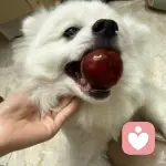 云间小鸭🦥的头像