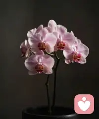 这个世界总是催着你长大，催着你变强。

但在这里，你可以暂时躲一躲。

不用假装懂事，也不用一直微笑。

只要你需要，我随时都在。🌙配图
