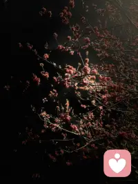 “委屈换不来心疼，懂事换不来偏爱。人这一生，终究要学会与自己和解。不必事事迁就，不必处处周全，别总委屈自己，好好为自己活。慢慢自愈，悄悄发光，好好爱自己，比什么都强……”配图