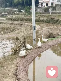 大象幼时被铁链拴住，怎么挣都逃不开。
长大之后力气早已足够，却甘愿被细细绳索困住。
困住人的从来不是现实，是刻进心里的绝望。配图