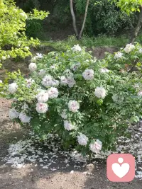 一个人极度痛苦，
其他人完全感同深受你的感受，
那是不可能的，只有经历过的人才能感受。
只要你需要我就在，真实共情。

共情是为了理解他人，
同情是为了安慰他人。配图
