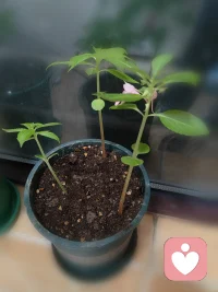 平凡生活中的突降惊喜，遇见小美好！配图