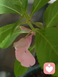 平凡生活中的突降惊喜，遇见小美好！配图