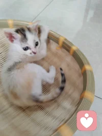 致多多：
   初次的遇见，对我来说，是一场意外的惊喜。后来，我每天都准点去看你，看着你一点一点地长大。不知不觉，你竟已满月了。我为你感到高兴，却也到了离别的时候。再也见不到你软萌的小模样，心中难免有些不舍。但更多的心情，是为你欢喜——因为你找到了一个温暖的家。配图