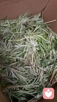采野菜很治愈配图