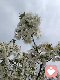 苦、乐、贫、富、毁、誉、贵、贱、得、失，天是你生命的炼狱，你没有经历这十种炼狱，你也没办法蜕变。凡人是在这十种炼狱里面沉沦，但一个有福德的人，他会在这十种炼狱里面而得到蜕变。这十种风已经撼动不了我们内心深处的宁静，这就是本来面目。配图