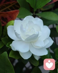 焦虑不是敌人也不是恶魔，他像是一个过度保护你的朋友，因为他曾经看你受过伤害所以想保护你的安全，不能粗暴的对待他，向他证明你已经强大到能处理事情保护自己，他自己就会离开了。配图