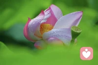 武志红自我无法单独存在揭示了亲密关系的本质。即使经济独立、情绪稳定，人仍需伴侣——不是填补缺失，而是在关系中确认自己。高质量亲密是双向的生命共鸣，让山海辽阔的个体，得以并肩看见万里星河，这才是生命的完整维度。