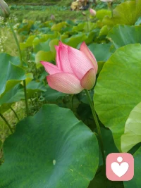 反思从不是自我否定，而是跳出情绪看清全局，眼里只剩自身委屈，只会困在情绪内耗里，真正的心理成熟，是懂得共情自己，也看得见他人。