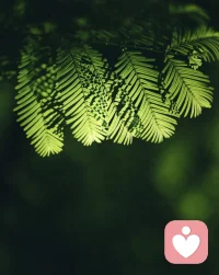 蝴蝶从不落在疯狂抖动的花朵上，你稳了，世界才不慌