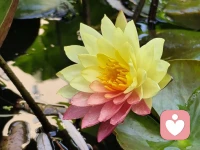 认知可以解释伤口，但感受可以疗愈伤口。