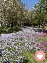 很多时候，我们急于表达，急于说服，却忘了停下来，好好听一听身边人的声音。
     倾听从不是简单的沉默附和，而是放下自己的偏见与浮躁，用心接住对方的情绪与心事。或许是朋友满腹委屈时的碎碎念，或许是家人藏在唠叨里的牵挂，或许是陌生人不经意间的倾诉，那些没说出口的难过、欲言又止的温柔，都需要被认真听见。
    我们总以为，好的沟通是能说会道，可真正打动人心的，从来都是耐心倾听。当有人愿意听你说废话，听你讲琐碎，不打断、不评判、不急于给建议，那种被理解、被接纳的感觉，足以治愈所有的不安。就像黑暗里的一束光，不用多耀眼，却能让人觉得温暖又安心。
    在这个快节奏的时代，人人都忙着赶路，忙着表达自我，倾听成了最珍贵的品质。它是人与人之间最柔软的桥梁，能拉近心与心的距离，让孤独有处可安放，让情绪有处可宣泄。
   愿我们都能做一个温柔的倾听者，收起急于开口的冲动，多一份耐心，多一份共情。听风的低语，听花的呢喃，听身边人的喜怒哀乐，在倾听中感受温暖，在陪伴中传递善意。
    毕竟，最好的陪伴，是我在，且我听；最治愈的力量，从来都藏在认真倾听的每一个瞬间里❤️配图