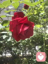 愿热爱生活的各位朋友清晨有光，心中有爱，事事顺意，平安喜乐每一天☀️配图