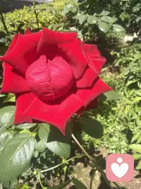 愿热爱生活的各位朋友清晨有光，心中有爱，事事顺意，平安喜乐每一天☀️配图