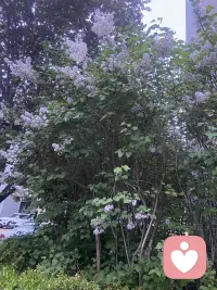 花有一万种开法，祝我们方寸不乱配图