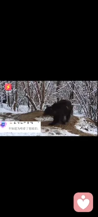 这只熊🐻
在动物园【被关】了20年，
如今被放回森林，
却在原地转圈，
即使物理空间自由，
但终究没有逃出【心理的牢笼】。

生活中，
我们是否有很多人也如同这只熊，
给自己画了一个【心理上无形的圈】，
而深陷其中，难以自拔？
​
如何打破心理牢笼，拥有全身心的自由？引人深思……